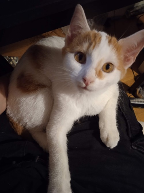 There Is Shrdinger, She's 4 Months Old And I Love Her