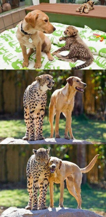 awwww-cute:Growing Up Together (Source: http://ift.tt/1p5vuGe) 