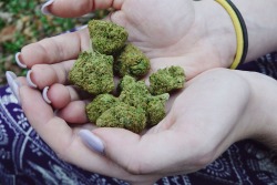 thc-kittyy:nugs of strawberry kush 🔥