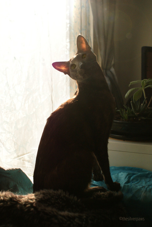 Faolan - Oriental Shorthair (submitted by thesilverpaws)