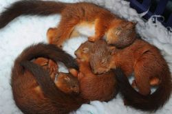 awwww-cute:  Aren’t sleeping baby squirrels the cutest thing ever 