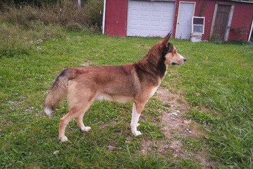 check out my purebred show bred German shepherd&hellip;.. champion lines&hellip; 