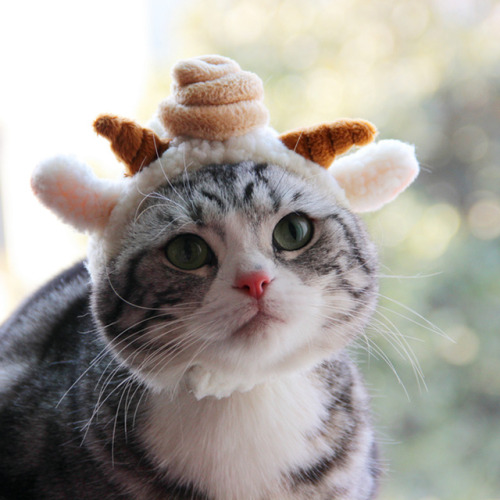 catcosplayuniverse:existential lamb cat 