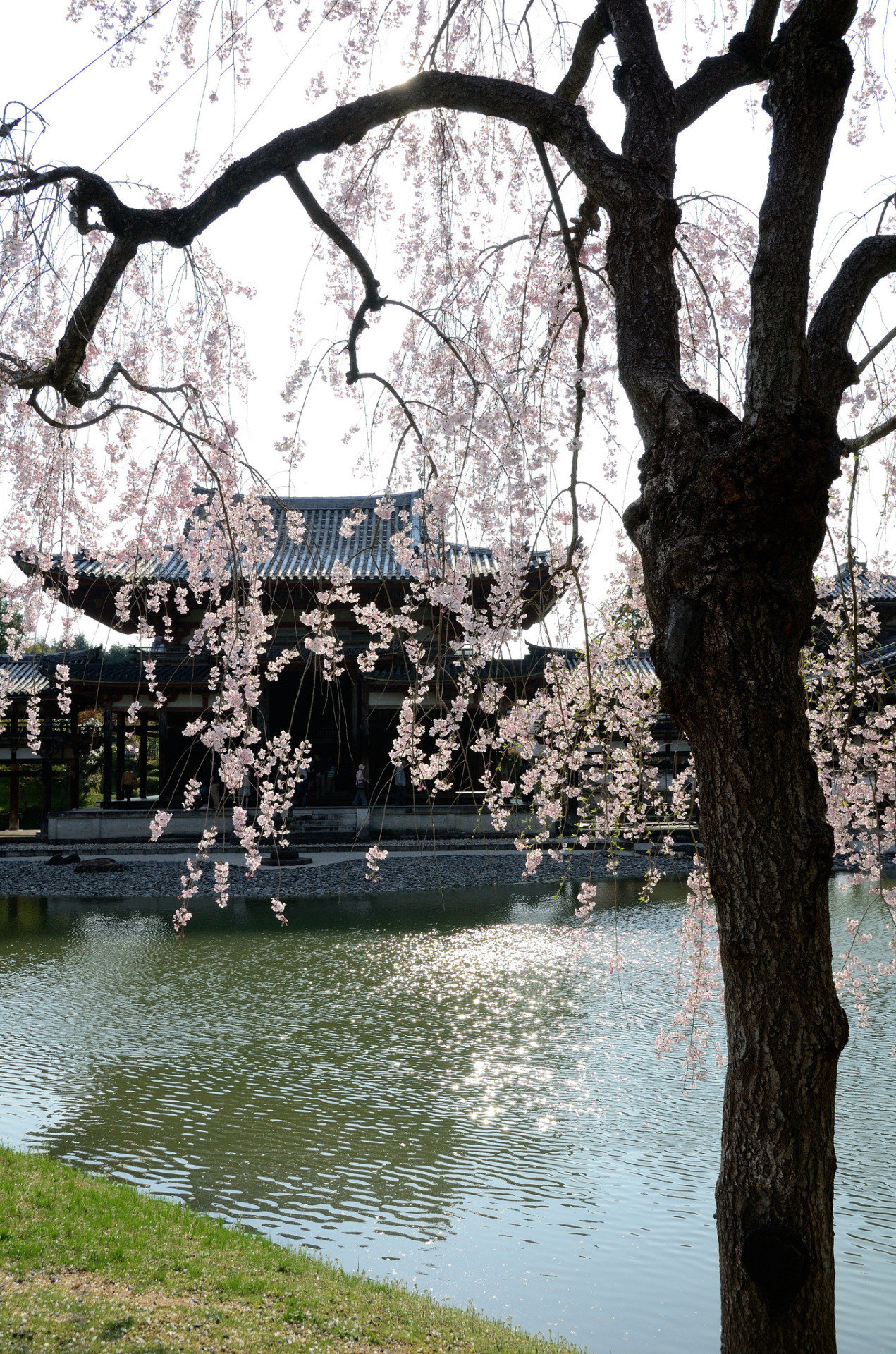 miizukizu:  平等院．櫻 By : Stin Shen 