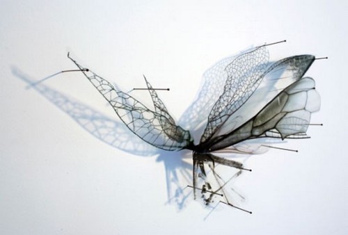 unicorn-meat-is-too-mainstream:  Insects Printed On Transparencies Seem To Fly Right Off The Wall 