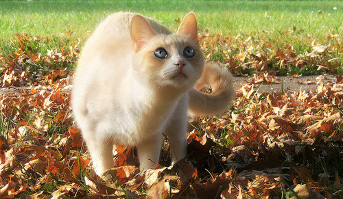 canisantiquus:  dakotaangel:  Early Fall Morning #2 by petlover44 on Flickr.  This cream tabby’s pattern is restricted around the chest and collar (doesn’t appear to be due to her white spotting), but has obvious mackerel striping along the back and