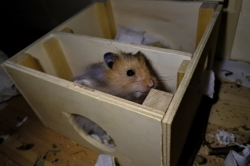 syrian hamster