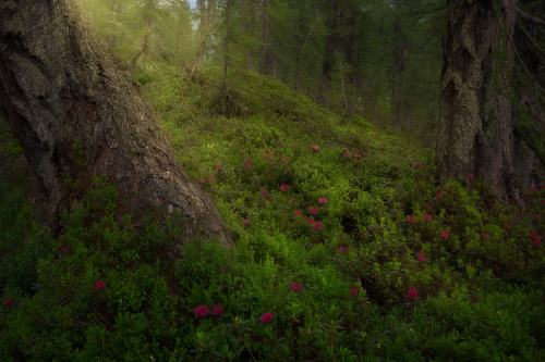 Soft touch by lorenzo lamberti