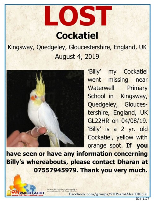  LOST - COCKATIEL, 014/08/19, ‘Billy’, Near: Waterwell Primary School, KINGSWAY, QUEDGEL