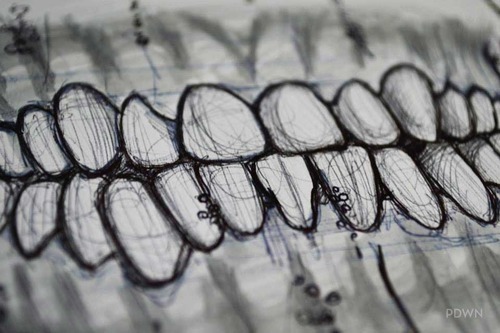 fromquantumsuicide:  francescapadovan:  Teeth Study by F. Padowan 