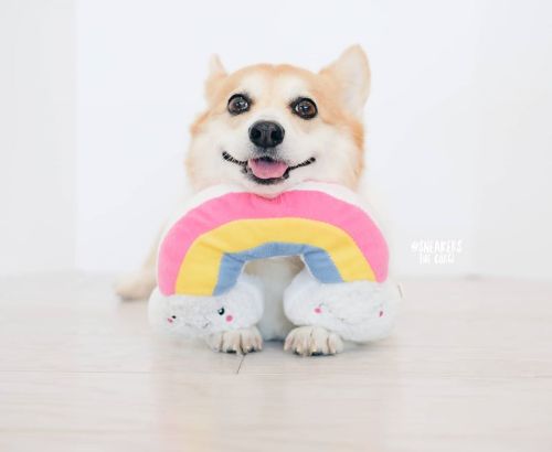 sneakersthecorgi:corgis are like rainbows. they’re bright and beautiful.and they have curves!happy #