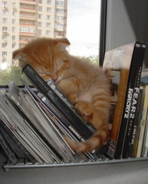 helila:pr1nceshawn:Cats Can Pretty Much Sleep Anywhere.have some cats 