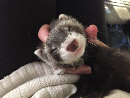 bunnini:  nervous-diary:  His name is Wesley and he likes to chew on his food dish c:  I got a ferret! <3   lucky T ^T