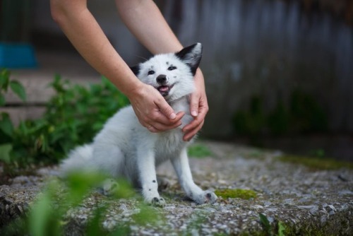 everythingfox: Fox puppy! (Source)