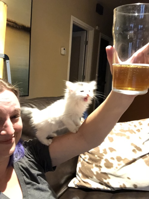 i-want-to-be-wonderwoman:  lilragekitten:   fail-boat:  fail-boat:   fail-boat:   fail-boat:  My foster kitten  is trying    to steal   my beer.   Guys…  Please…  turn the sound on and watch my friends foster kitten yell at her because she won’t