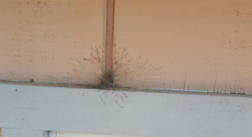 nuclearfeels: artemispanthar: Hey so what critter makes webs like this? (For context, I live in the California Mojave desert) DID YOU SAY THE MOJAVE DESERT??  