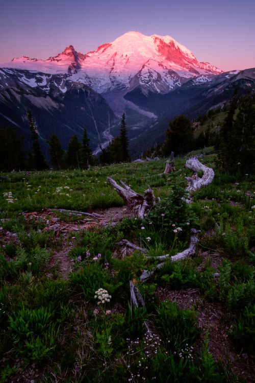 te5seract:Alpine Sunsets Light is a fleeting mistress Vanishing shadows A lupine sunsetbyBala Sivaku