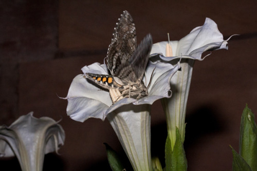 wapiti3:Hummingbird Moth feeding from DaturasBernhard Michaelis photos