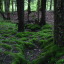 cloudy-with-a-chance-of-moss