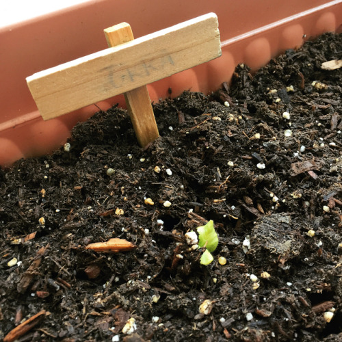 Excuse our washed out signs, but our babies are finally sprouting! Okra is popping up and liiiittle 