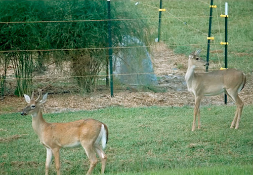 Electric Deer Fence Gear You Want To Know About | The Fence Blog
