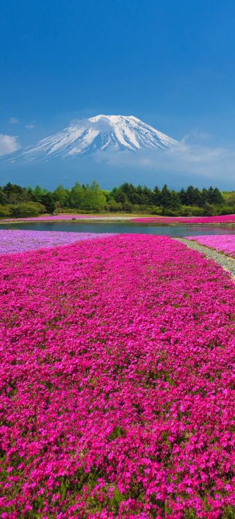 chironmybeloved: bojrk:“Fuji Shibazakura Festival” at Hitsujiyama Park in Ch