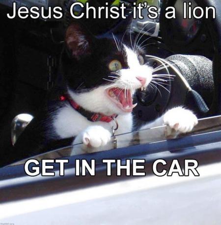 seananmcguire: sophiaslittleblog:  tzikeh:  owl-librarian:  sasgalula:  coolcatgroup: