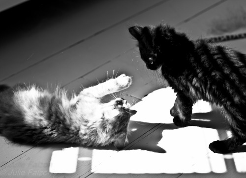 23/11/2014For cat lovers…Biscuit and Olive in a cat fight…