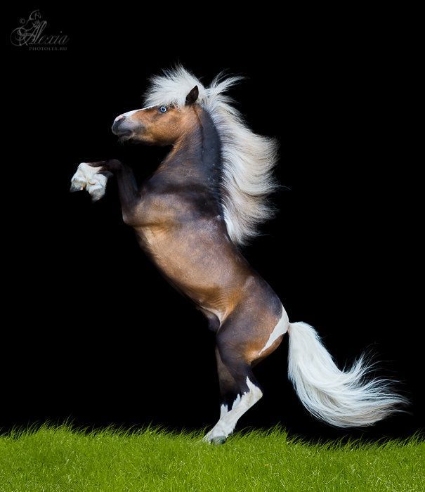 scarlettjane22:  Miniature horse   Angelo     Alexia Khrushchev    http://www.equestrian.ru/
