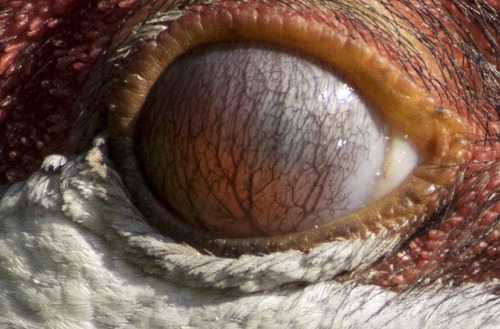 danascullyswifey:i accidentally took a photo of a sandhill crane’s nictating membrane (third, vertic