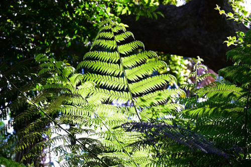 nobodysperfect2133: Amongst the ferns Queensland, Australia, by Shae