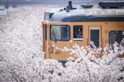 sasasatumblog:  越後線　青山駅〜関屋駅 
