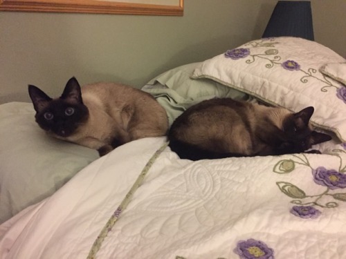 inonibird:  The return of Mickey and Leo! (Dad & stepmom’s Siamese cats)…they REALLY enjoy sleeping on me/my bed.Also, bonus cat from elsewhere:The cat is NOT out of the bag, I repeat, NOT out of the bag. :P