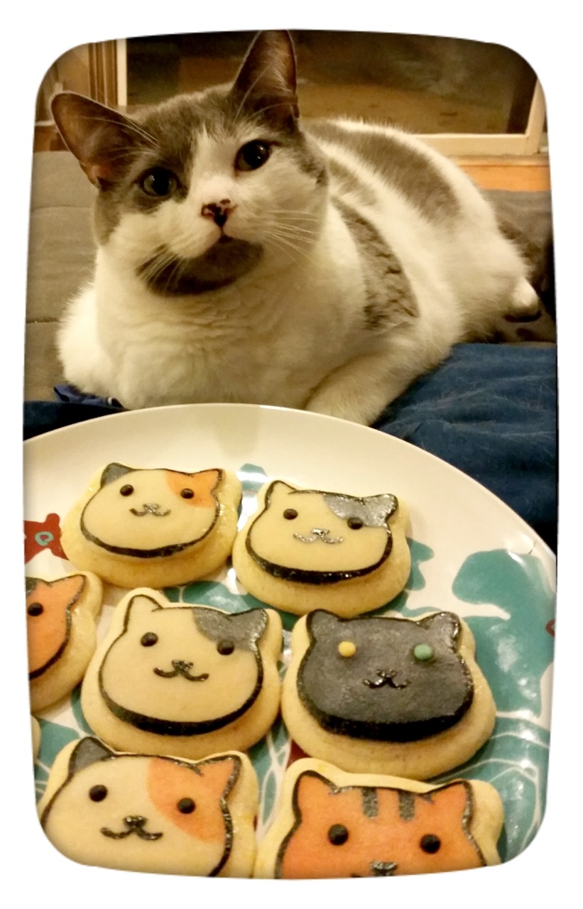 Кошкам можно печенье