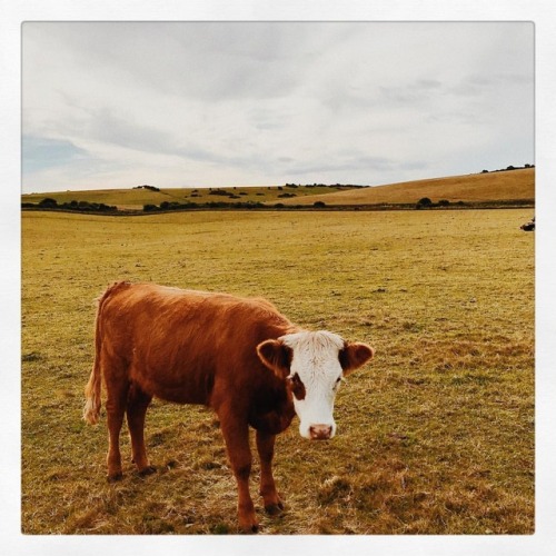 What a fucking cute cow . . . #cow #cowappreciationday #nature #natural #farm #farmlife #moocow #moo