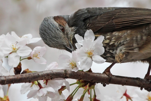 Cherry blossoms are now in full bloom here in Tokyo.