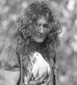 babeimgonnaleaveu:  Robert Plant with a dove at the Kezar Stadium in San Francisco, 1973. 