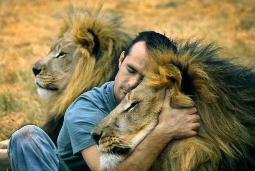 Lion hugs man in the wild