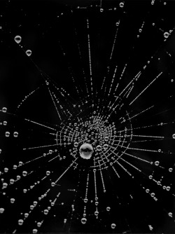 realityayslum:   Denis Brihat  Rosée sur toile d'araignée (Dew on a spiderweb), 1962 