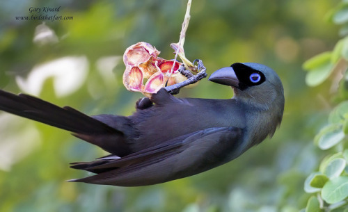 fairy-wren:Racket-tailed Treepie ( Crypsirina temia ) by gary1844 on Flickr.