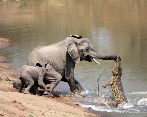 earth-song:  8 ominously vicious animal photos These images and their captions are all taken from The Telegraph’s 2010 Animal Pictures of the Year. 1- A mouse looks out from the jaws of a huge voracious African bullfrog. These carnivorous amphibians