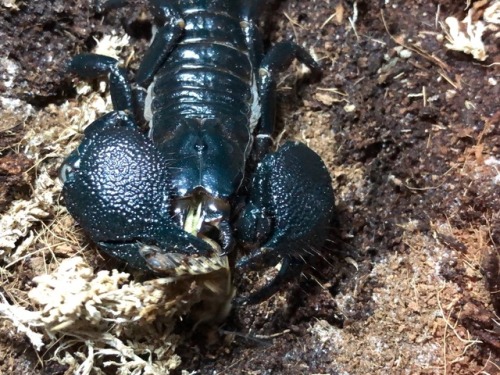 A few pictures capturing how a scorpion eats. A lot of people don’t realize they have two ‘arms’ tha