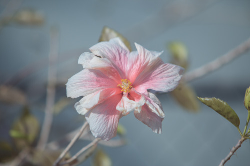 Hibiscus Flower, February 2016