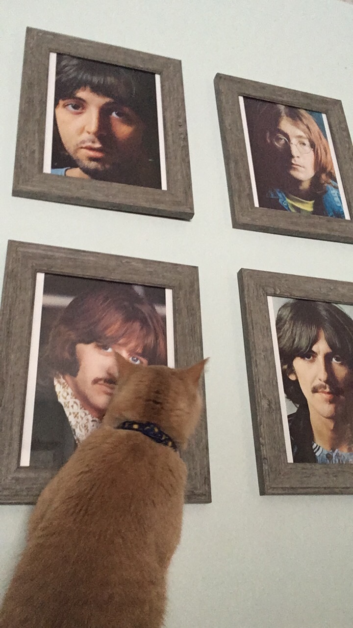 happymondayman:  panini-deaky:  My cats weird obsession with Ringo Starr So recently my cat has become infatuated with a picture of Ringo Starr I have hanging up in my room    He only ever does this with ringo, not George, the only other picture he can