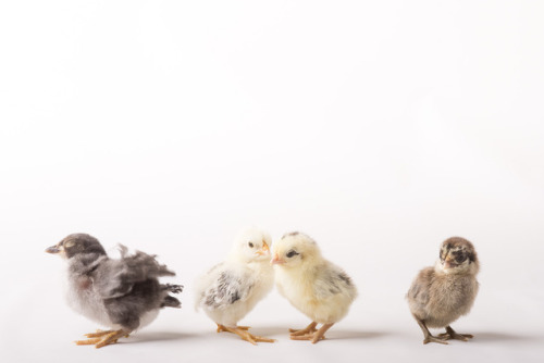  Spring chicks, my first hatch of the year. The one on the left is from my blue project, the other 3