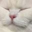 herbeauxchats