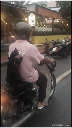 catsdogsgifs: http://catsdogsgifs.tumblr.com/