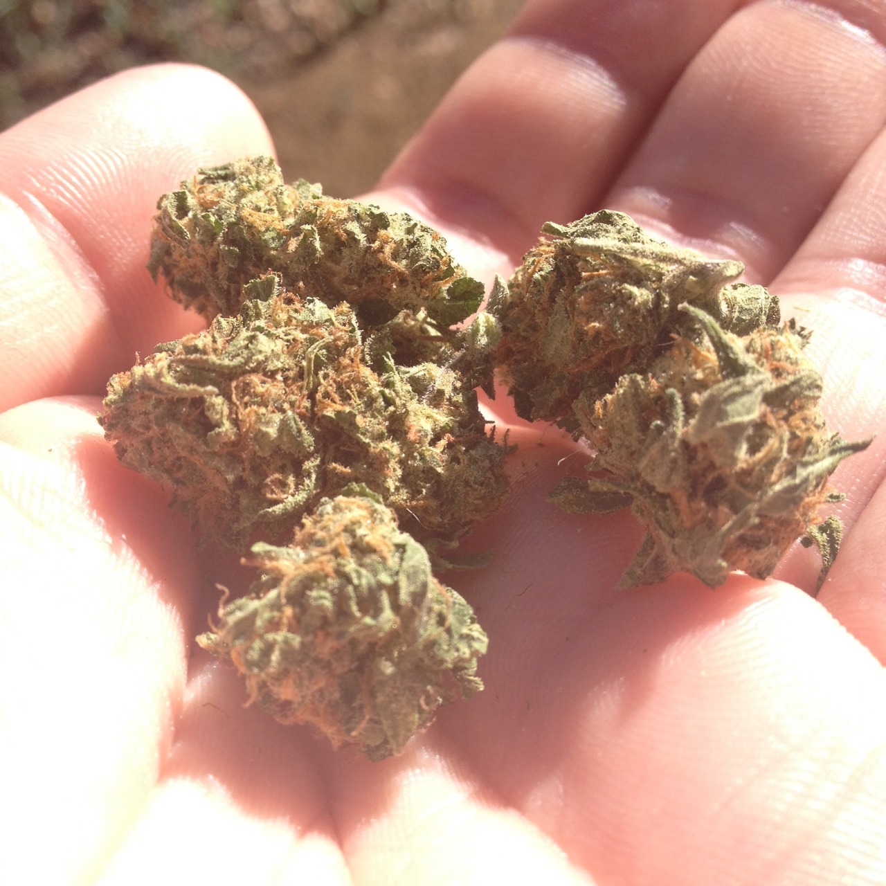 Thin Mint Cookies (Mixture of Cookies and Train Wreck)