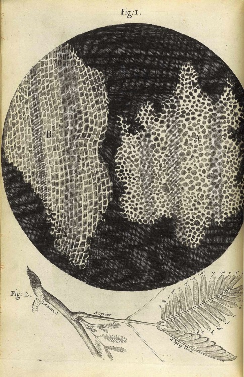magictransistor:  Robert Hooke’s ‘Micrographia’ : or, ‘Some physiological descriptions of minute bodies made by magnifying glasses. With observations and inquiries thereupon.’ Printed by J. Martyn and J. Allestry, London, England (1665)