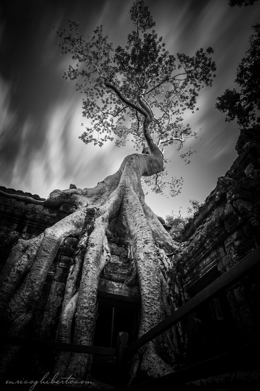 irisofjordan:  “Trees are the earth’s endless effort to speak to the listening